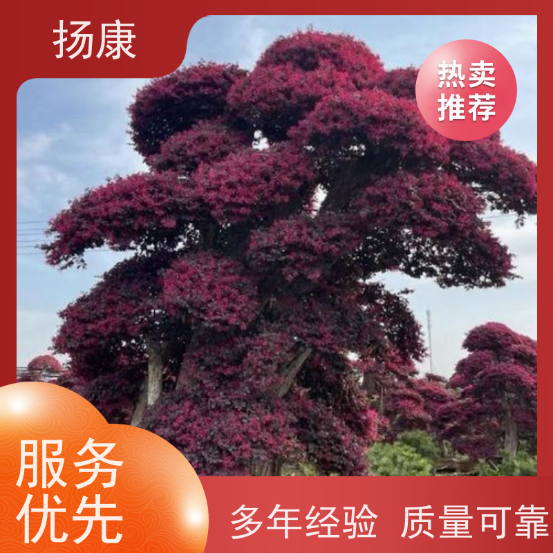 扬康 精品造型红花继木古桩 规格齐全 基地直供