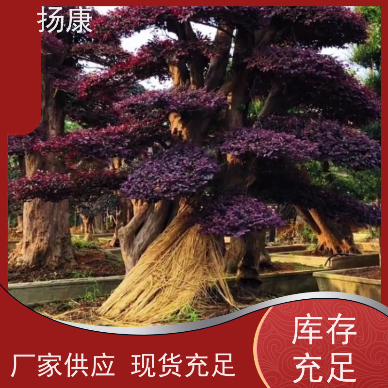 扬康 红花继木桩 景区园林绿化工程苗 庭院造景栽植观赏苗