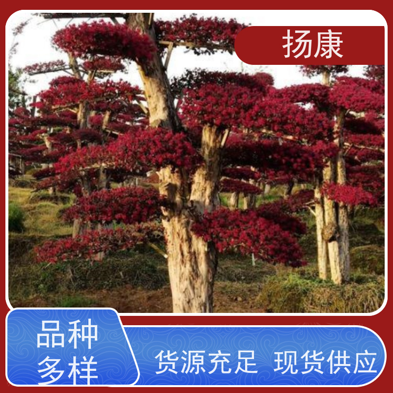扬康 精品造型红花继木古桩 适应性强，耐寒、耐旱、耐贫瘠