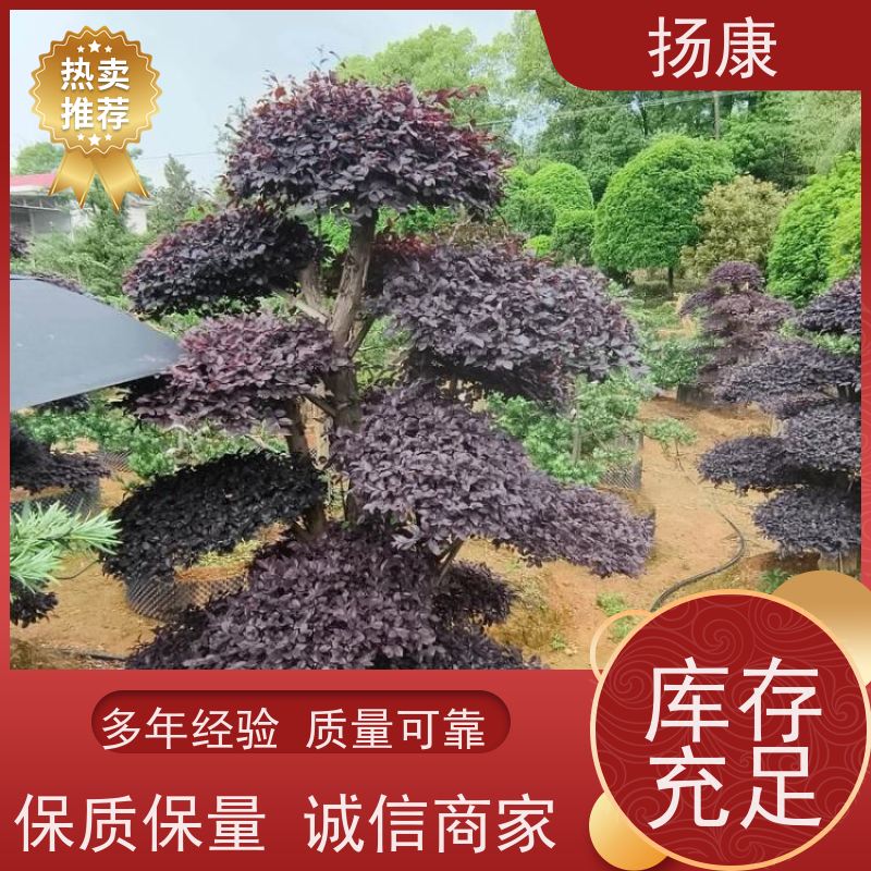扬康 精品造型红花继木古桩 适合用于庭院、公园或艺术展览空间