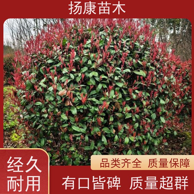 杨康苗木 城市园林绿化 耐盐碱性和耐干旱 12公分红叶石楠球