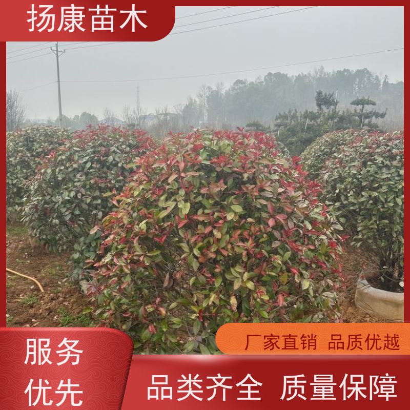 杨康苗木 观赏价值高 耐修剪造型多样 12公分红叶石楠球