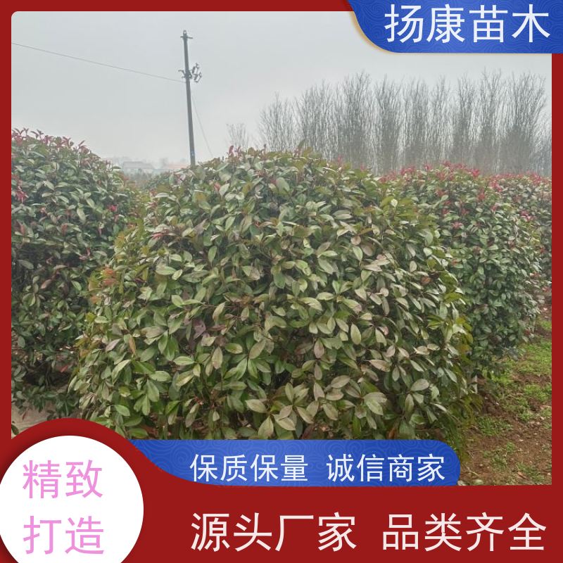 杨康苗木 80-200cm 耐阴耐旱 适应性强 1.5米红叶石楠球