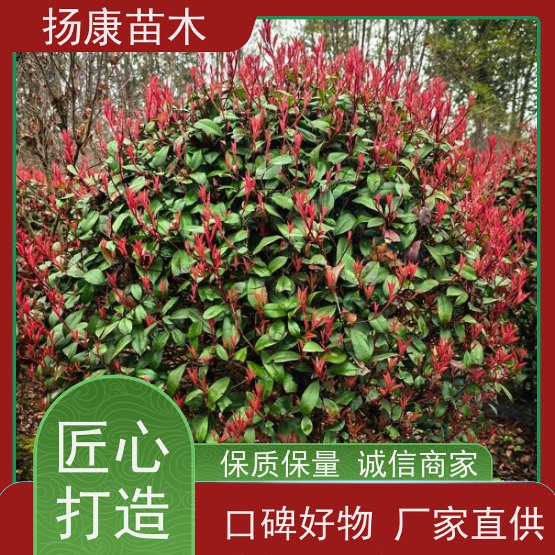 杨康苗木 香叶园林供应庭院绿化四季常青灌木球 3公分红叶石楠球