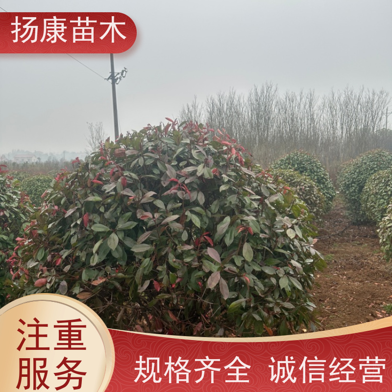杨康苗木 庭院别墅造景 园林绿篱色块苗 四季变色 精品红叶石楠球