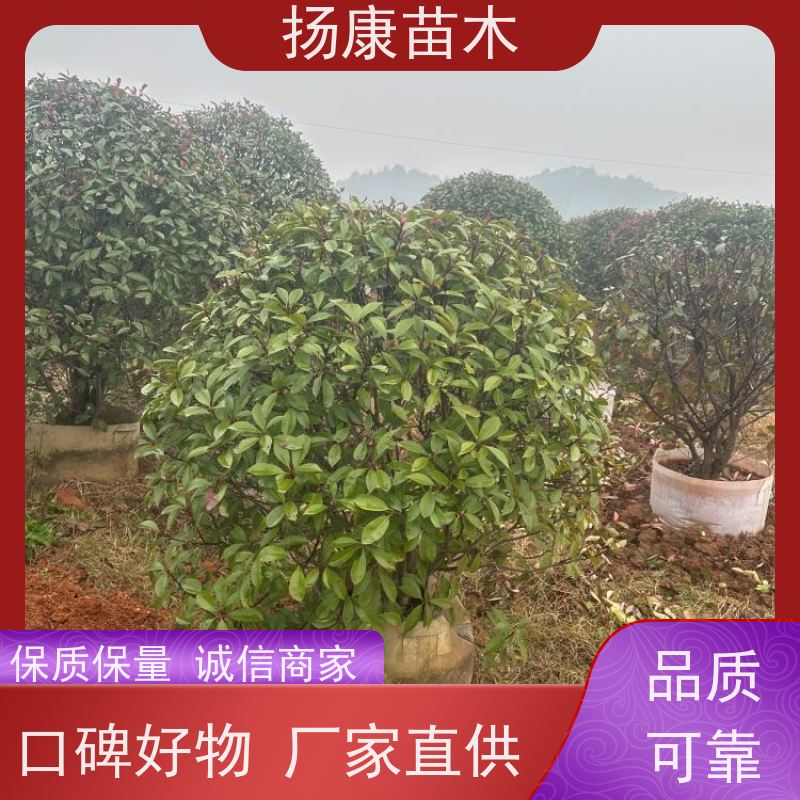 杨康苗木 耐寒耐阴成活率高 种苗基地 10公分红叶石楠球