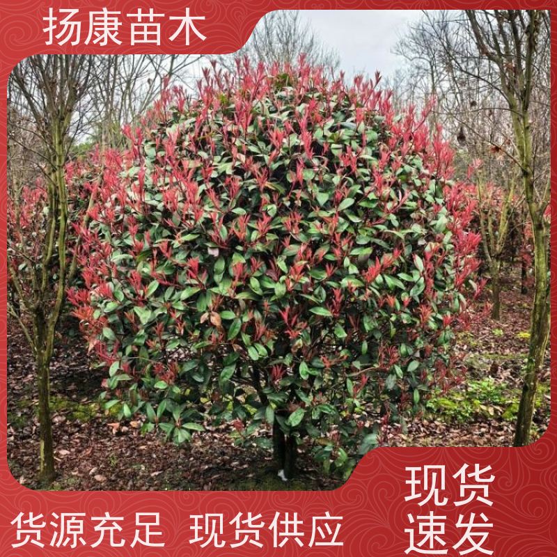 杨康苗木 城市绿化种植苗道路色块彩篱 易成活 精品红叶石楠球