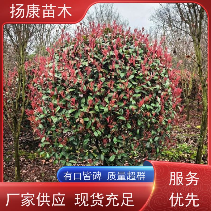 杨康苗木 庭院小区公园观赏绿化种植 源头批发 1.5米红叶石楠球