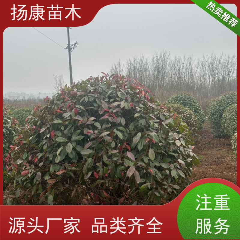杨康苗木 常绿观叶灌木 双色叶 本地苗圃种植 2.5米红叶石楠球