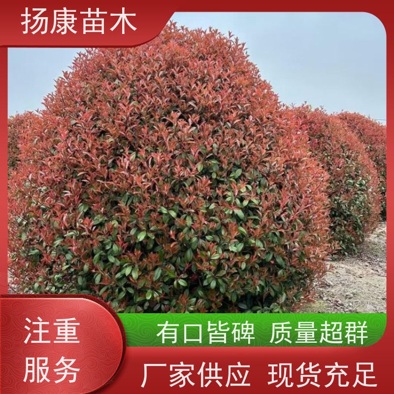 杨康苗木 观赏价值高 耐修剪造型多样 红叶石楠球 
