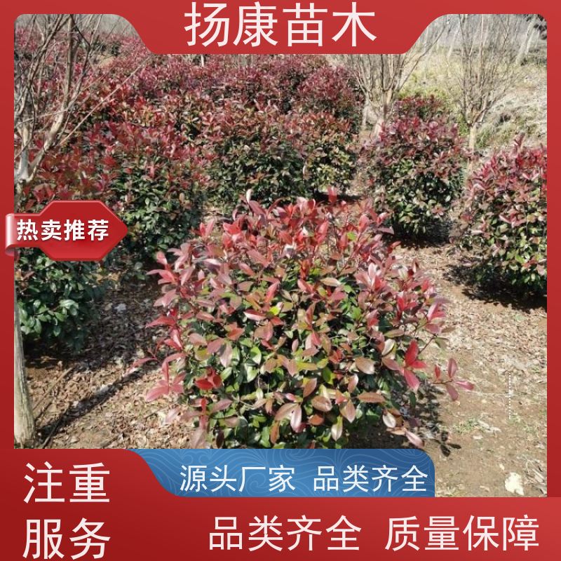 杨康苗木 庭院园林绿化工程苗 盆栽室内布置 红叶石楠球苗