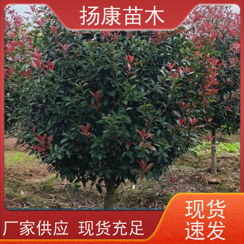 杨康苗木 良种 球形树冠 枝繁叶茂 12公分红叶石楠球