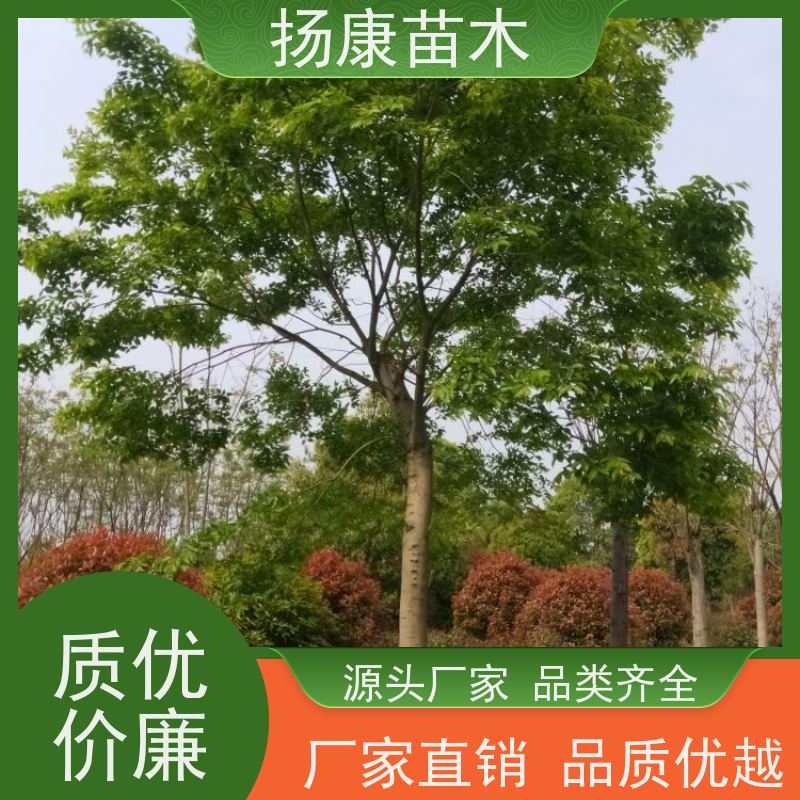 40公分丛生朴树 扬康苗木 叶色鲜艳 街道造型装饰树 自产自销