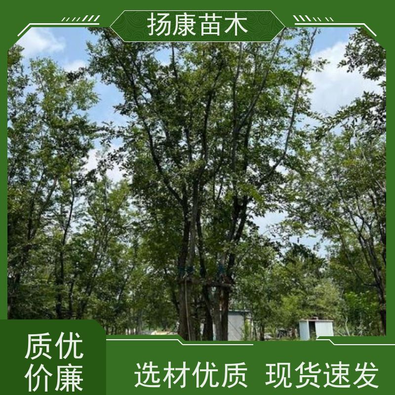 50公分丛生朴树 扬康苗木 抗风抗烟滞尘 容易存活 生长速度快