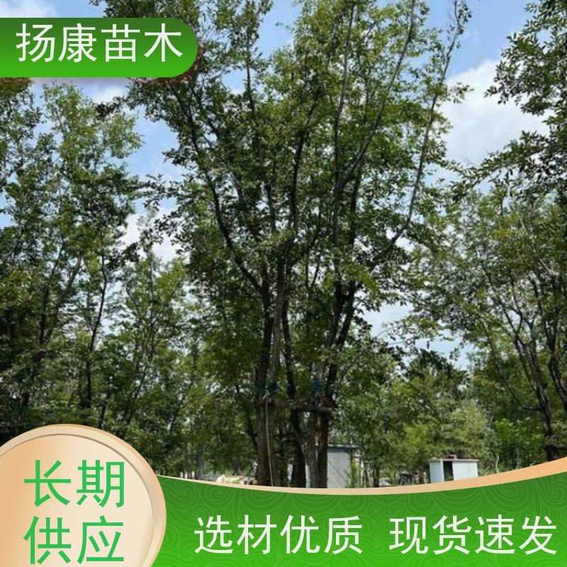 丛生朴树10米 扬康苗木 树形饱满 露天栽培 公园行道庭荫树