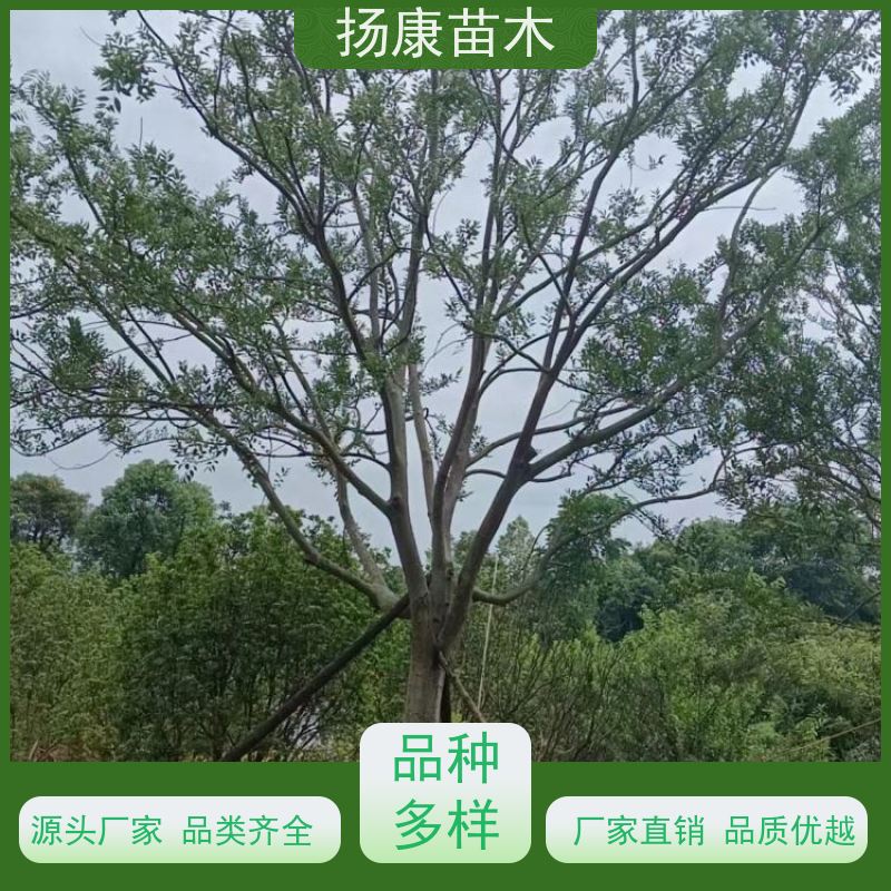 90公分丛生朴树 扬康苗木 自产自销 基地批量供应