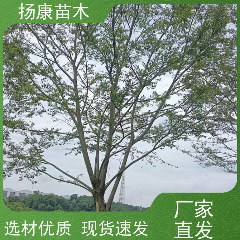 40公分丛生朴树 扬康苗木 抗风抗烟滞尘 容易存活 生长速度快 观赏风景