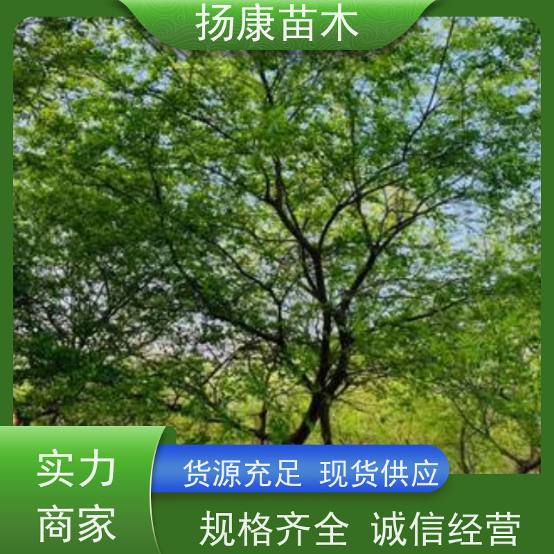 丛生朴树10米 扬康苗木 自产自销 基地批量供应