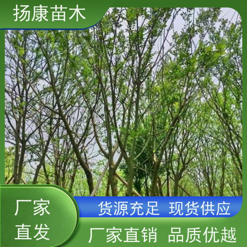 5米丛生朴树 扬康苗木 各规格齐全 景区园林绿化工程行道树
