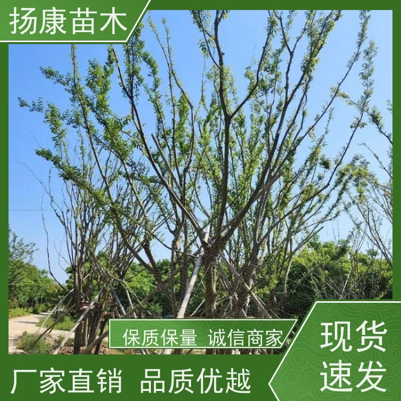 20公分丛生朴树 扬康苗木 苗圃基地批发 树形精品