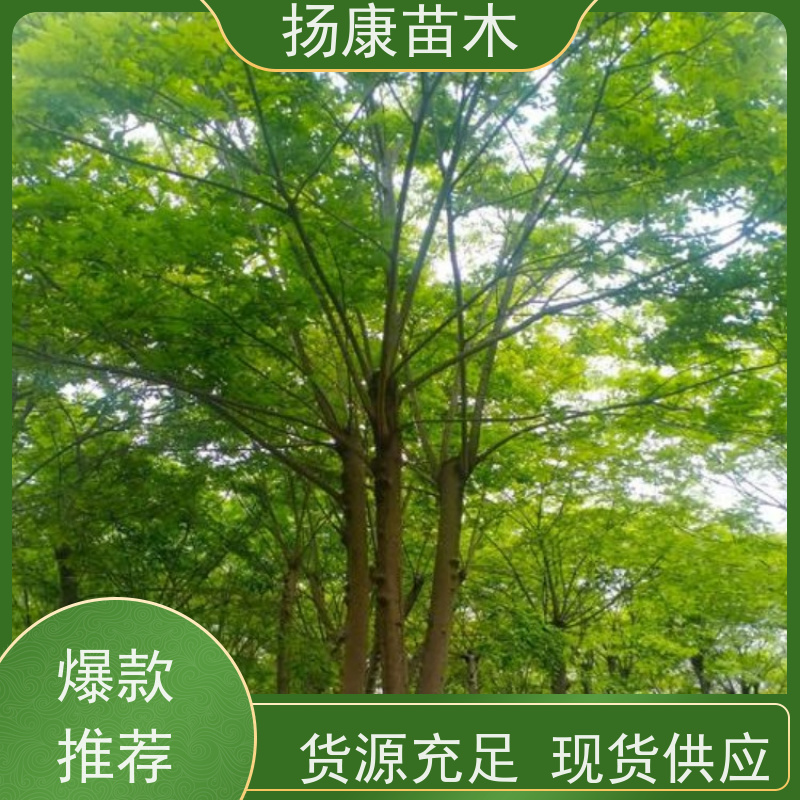丛生朴树10米 扬康苗木 庭院小区庭荫树 规格齐全 树形优美
