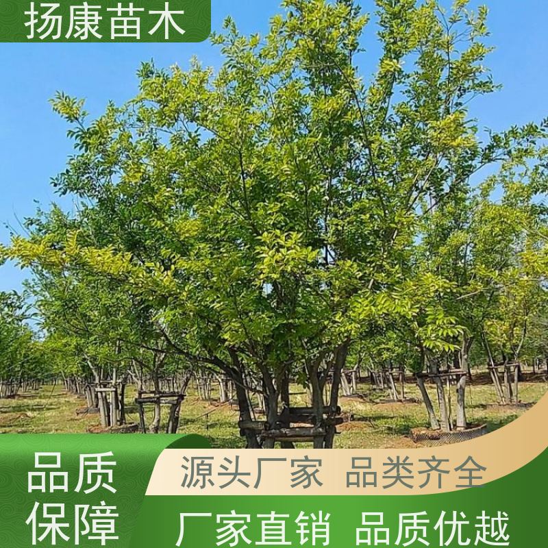 30公分丛生朴树 扬康苗木 公园道路风景树行道树 现挖现卖