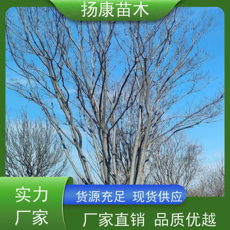 独杆丛生朴树 扬康苗木 苗圃基地批发 树形精品