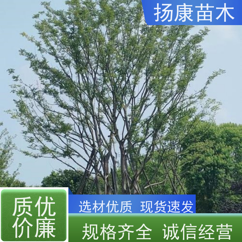 9米丛生朴树 扬康苗木 大型乔木种植基地 工程行道树 存活率高