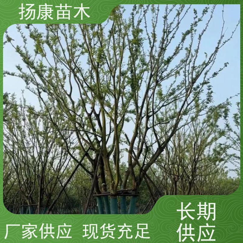 10米丛生朴树 扬康苗木 景区园林绿化工程树 行道树 源头厂家