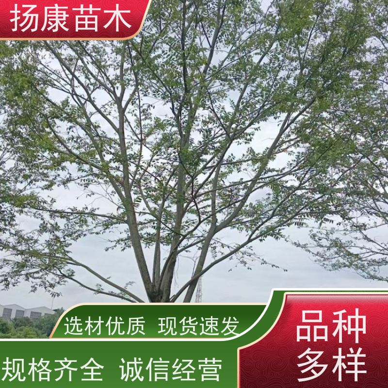 25公分丛生朴树 扬康苗木 园林景观工程用 自然树冠造型美