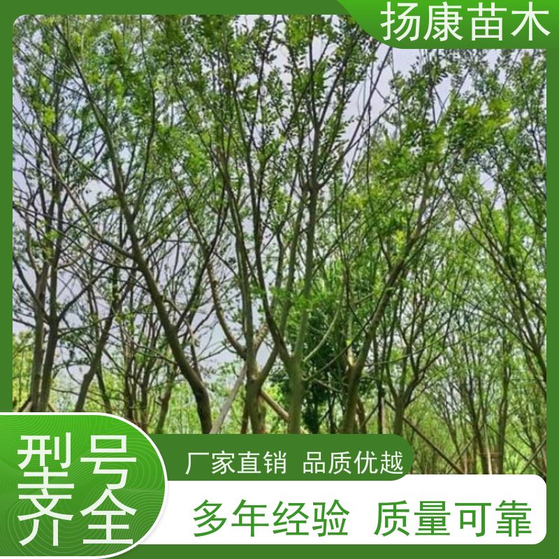 20公分丛生朴树 扬康苗木 大小规格齐全 公园广场造型绿化树 易栽培