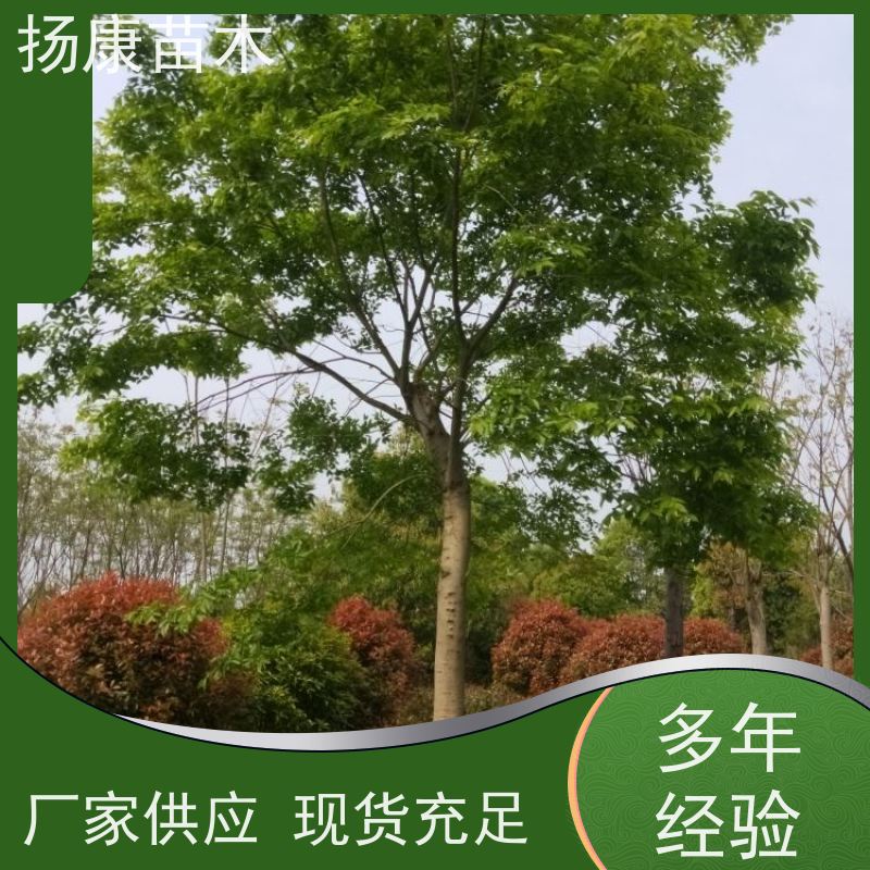 50公分丛生朴树 扬康苗木 耐寒适应力较强适合公园庭院街道公路荫树