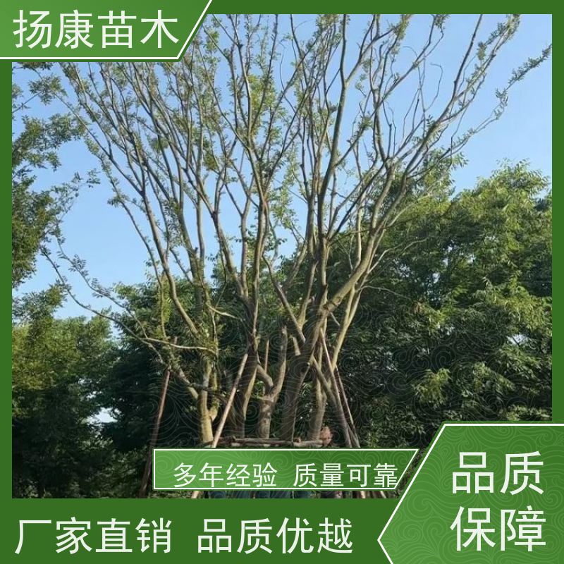 7米丛生朴树 扬康苗木 园林行道绿化露地栽培 根系发达