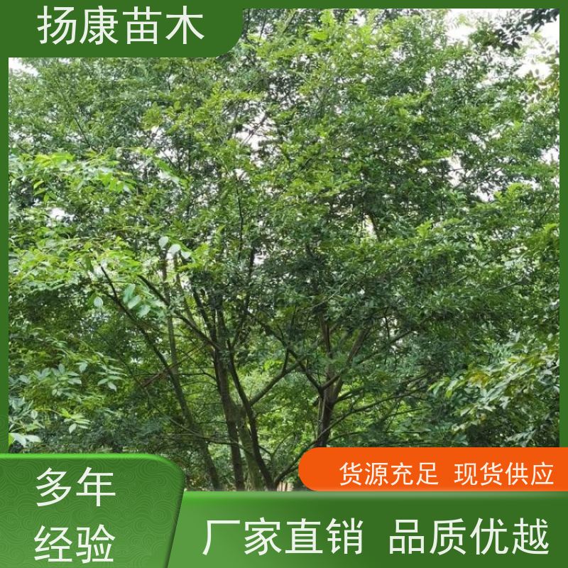 15公分丛生朴树 扬康苗木 露地 观形 主干高2.8m 风景树