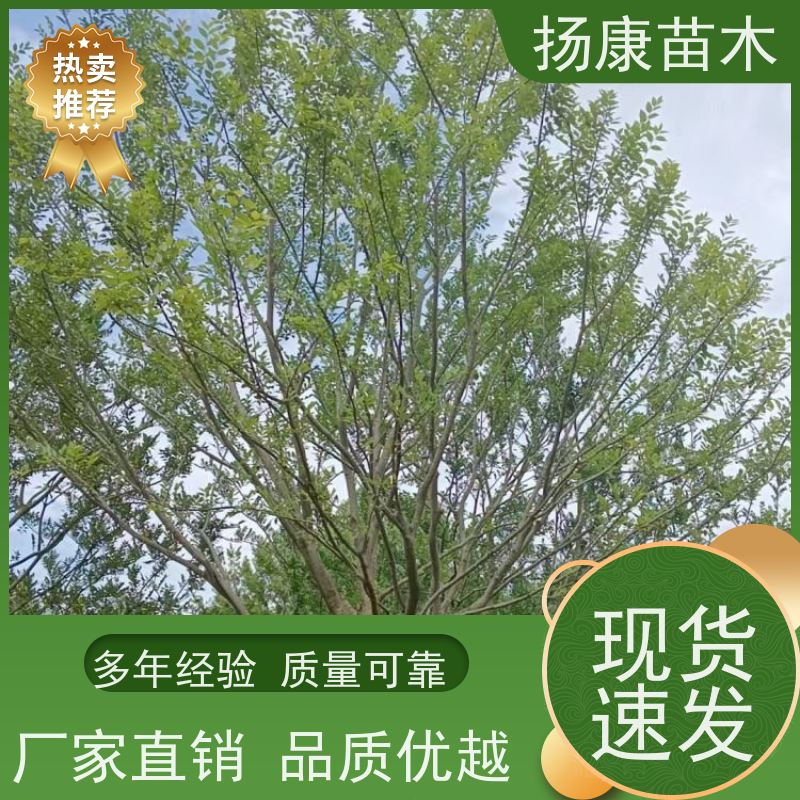 50公分丛生朴树 扬康苗木 园林景观工程用 自然树冠造型美