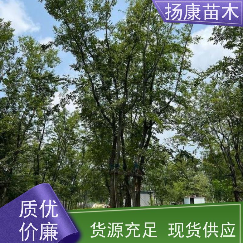 70公分丛生朴树 扬康苗木 园林行道绿化露地栽培 根系发达