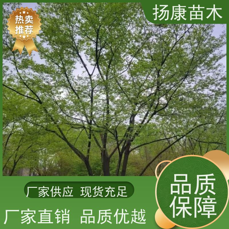 8米丛生朴树 扬康苗木 大型乔木种植基地 工程行道树 存活率高