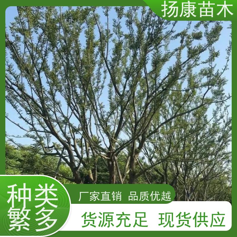 8米丛生朴树 扬康苗木 庭院小区庭荫树 规格齐全 树形优美