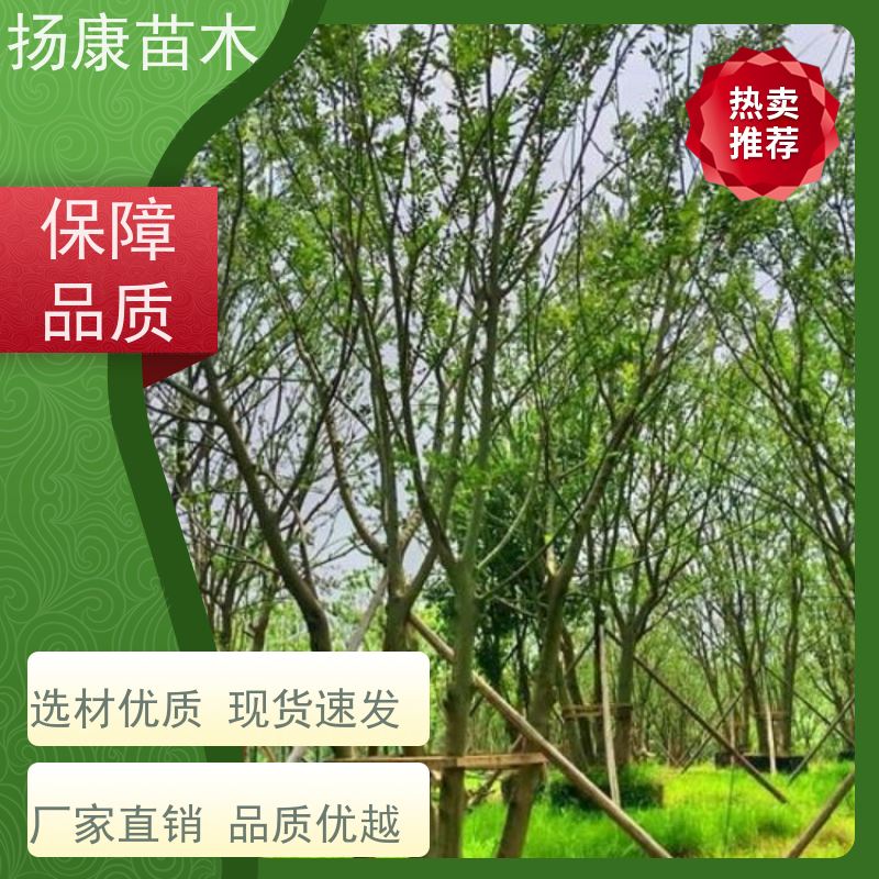 10公分丛生朴树 扬康苗木 景区园林绿化工程树 行道树 源头厂家