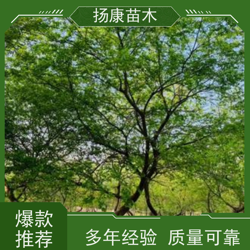 精品丛生朴树 扬康苗木 大小规格齐全 公园广场造型绿化树 易栽培