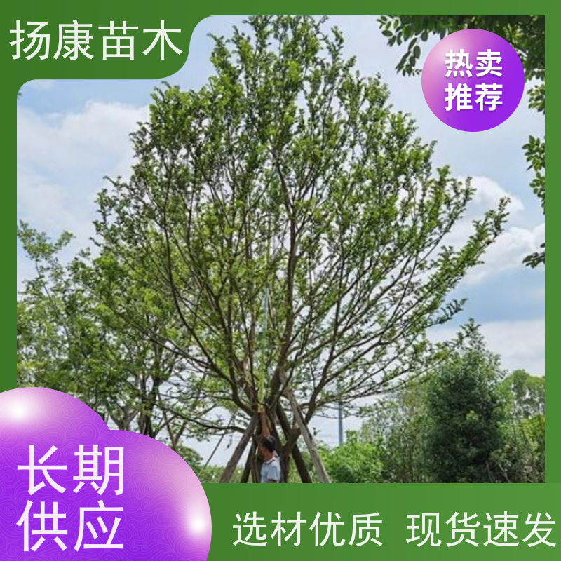 多分枝丛生朴树 扬康苗木 叶色鲜艳 街道造型装饰树 自产自销