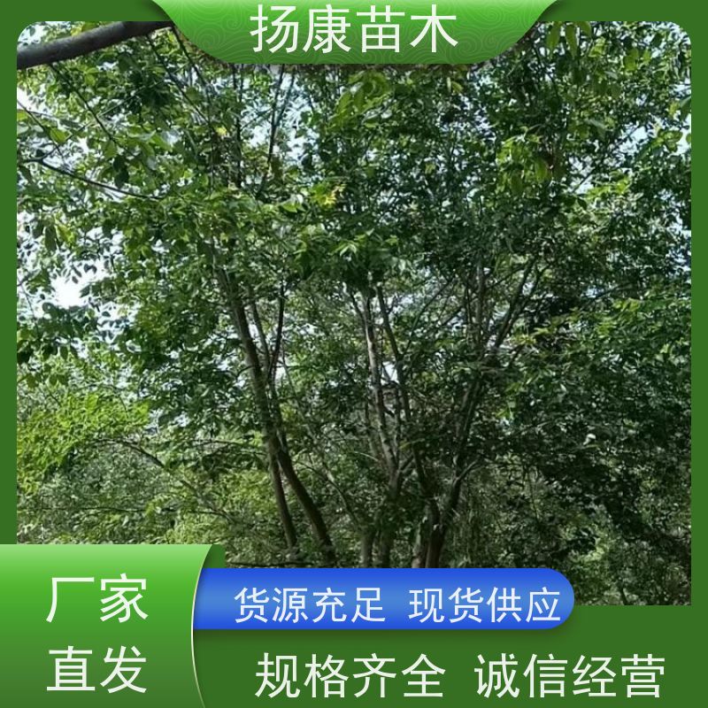8米丛生朴树 扬康苗木 冠幅5米 高度6米 耐寒 易成活