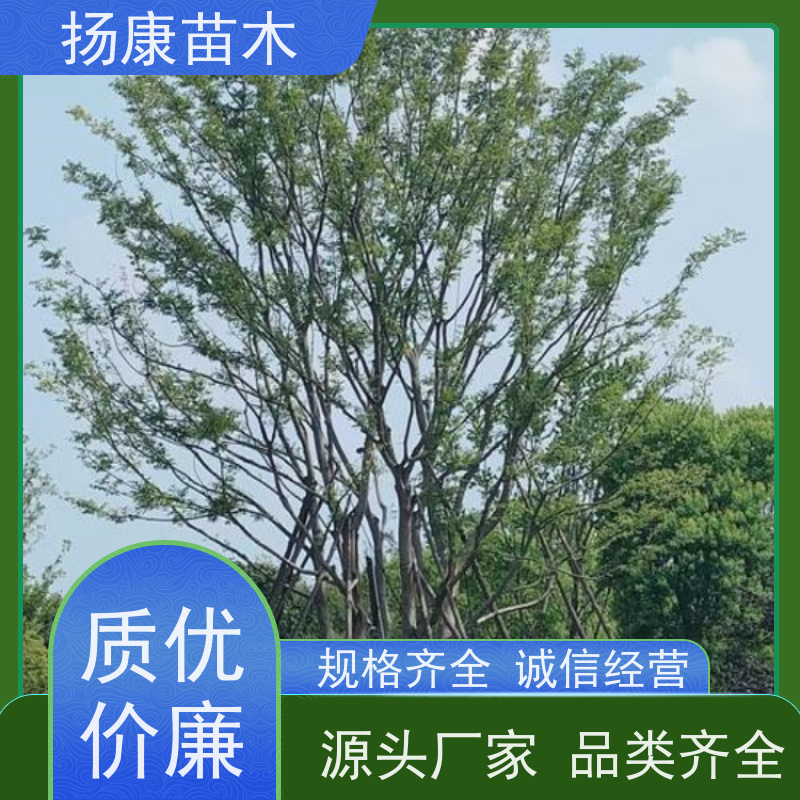 丛生朴树7米 扬康苗木 大小规格齐全 公园广场造型绿化树 易栽培