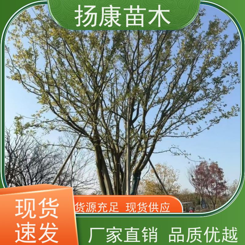 15公分丛生朴树 扬康苗木 各规格齐全 景区园林绿化工程行道树