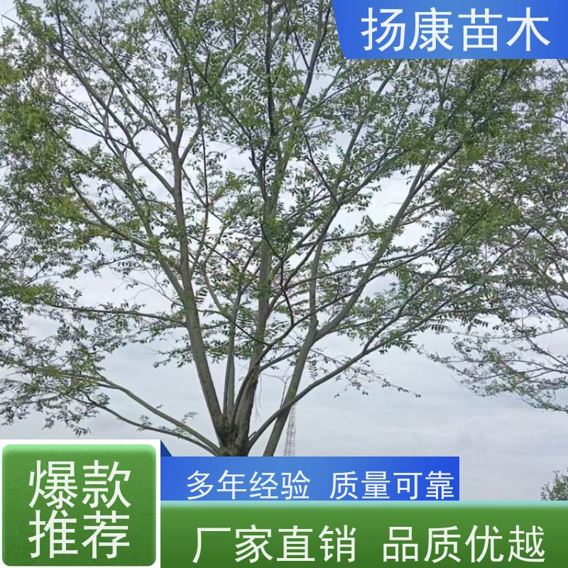 90公分丛生朴树 扬康苗木 抗风抗烟滞尘 容易存活 生长速度快 观赏风景