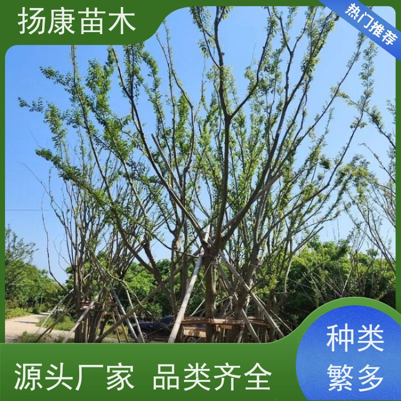 25公分丛生朴树 扬康苗木 叶色鲜艳 街道造型装饰树 自产自销