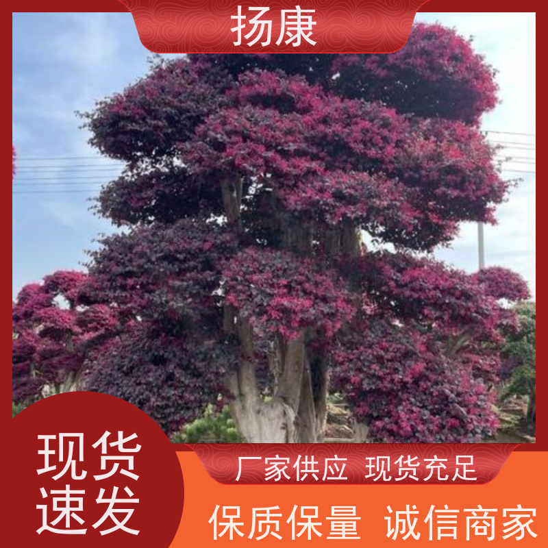 扬康 25公分红花继木桩 5m高造型 多种规格桩景 基地直发