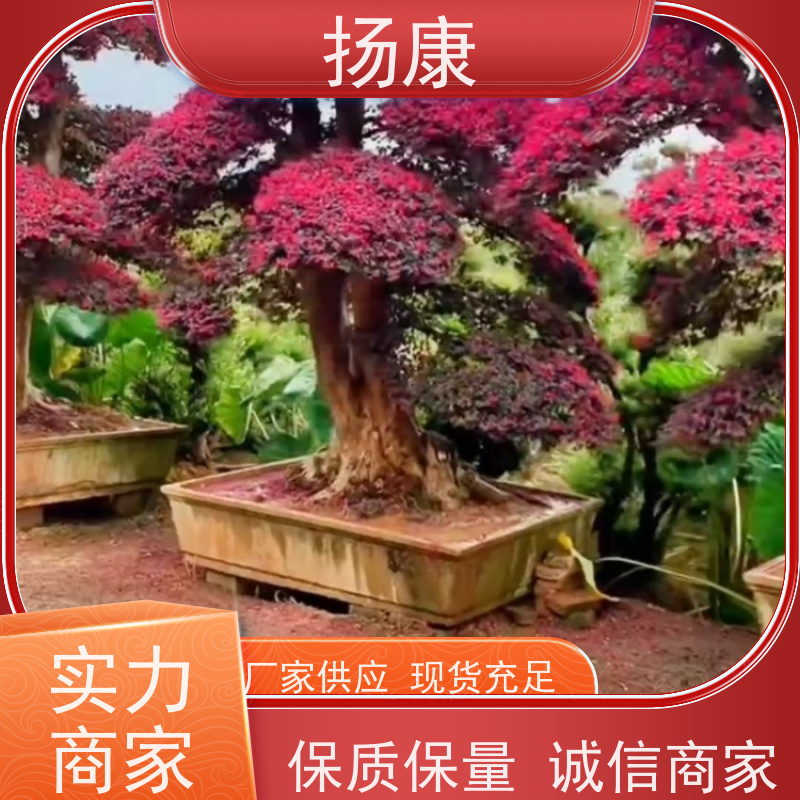 扬康 造型红花继木桩 园林别墅庭院绿化桩 多种规格品种齐全