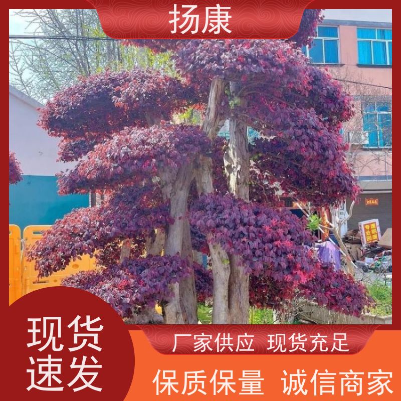 扬康 精品造型红花继木古桩 庭院景观红桎木桩 