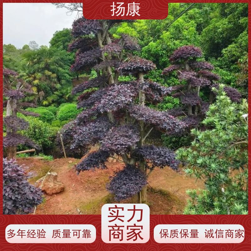 扬康 造型红花继木桩 园林景区观景苗木 绿化工程栽植